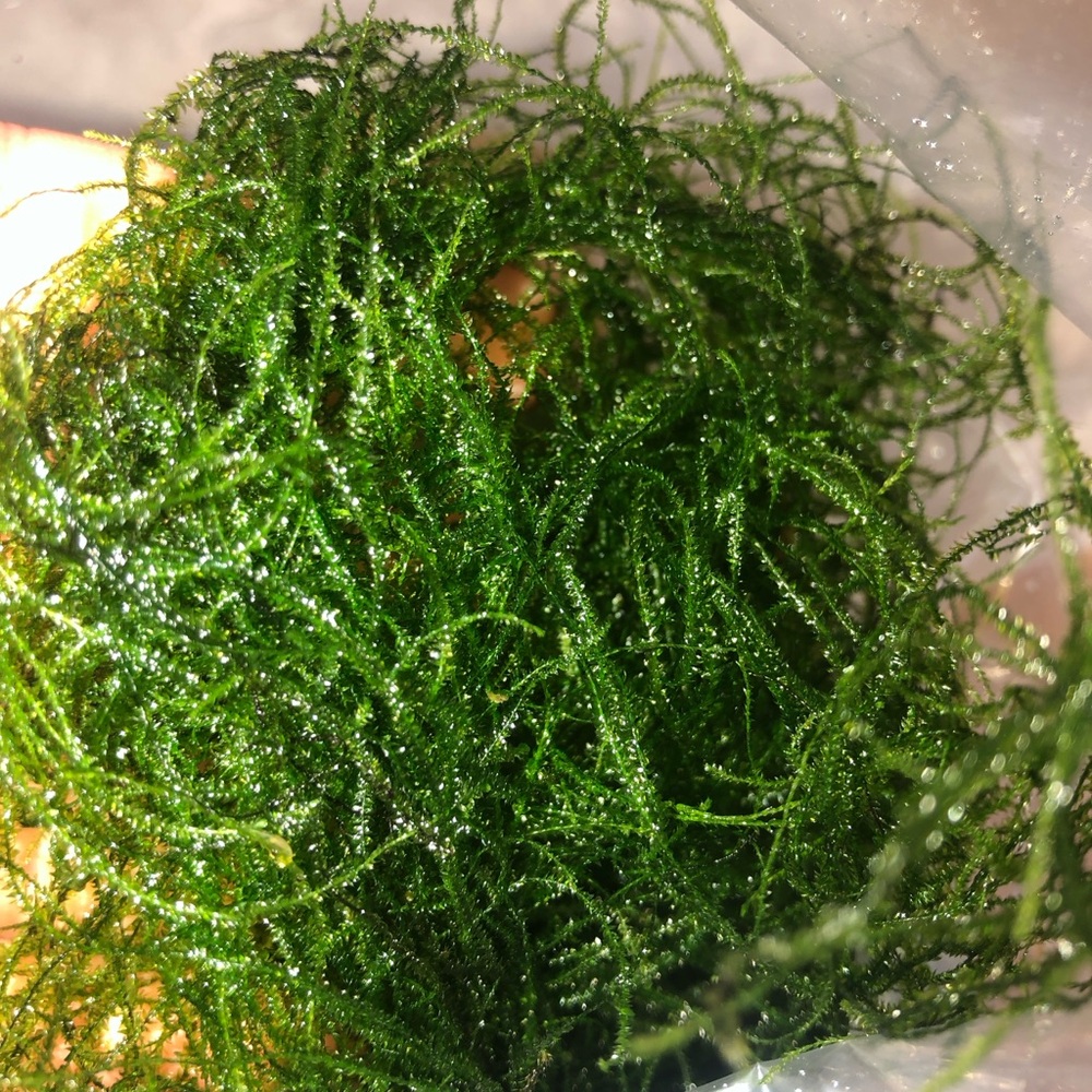 Lush Green Aquarium Plant Java Moss 58 grams / 2 oz.+